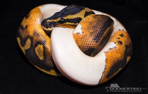 what time of year are ball pythons cheapest